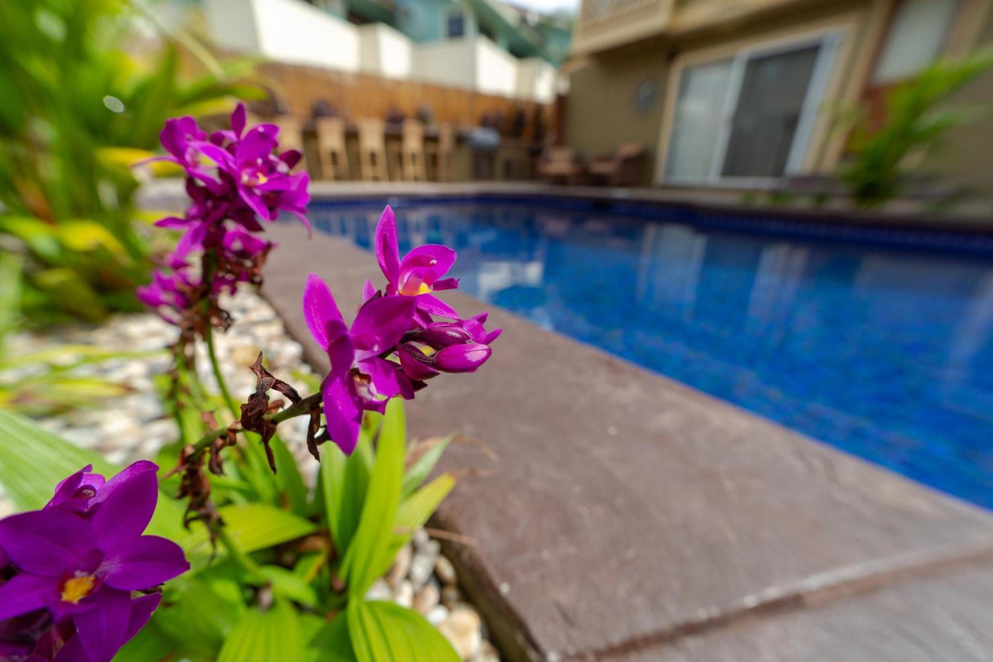 Lotus Suite, 1 Bedroom, Sleeps 4, Pool & Bbq, Pre-Renovation Summer Sale Кихеи Екстериор снимка